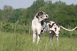 DOGUE ALLEMAND 551
